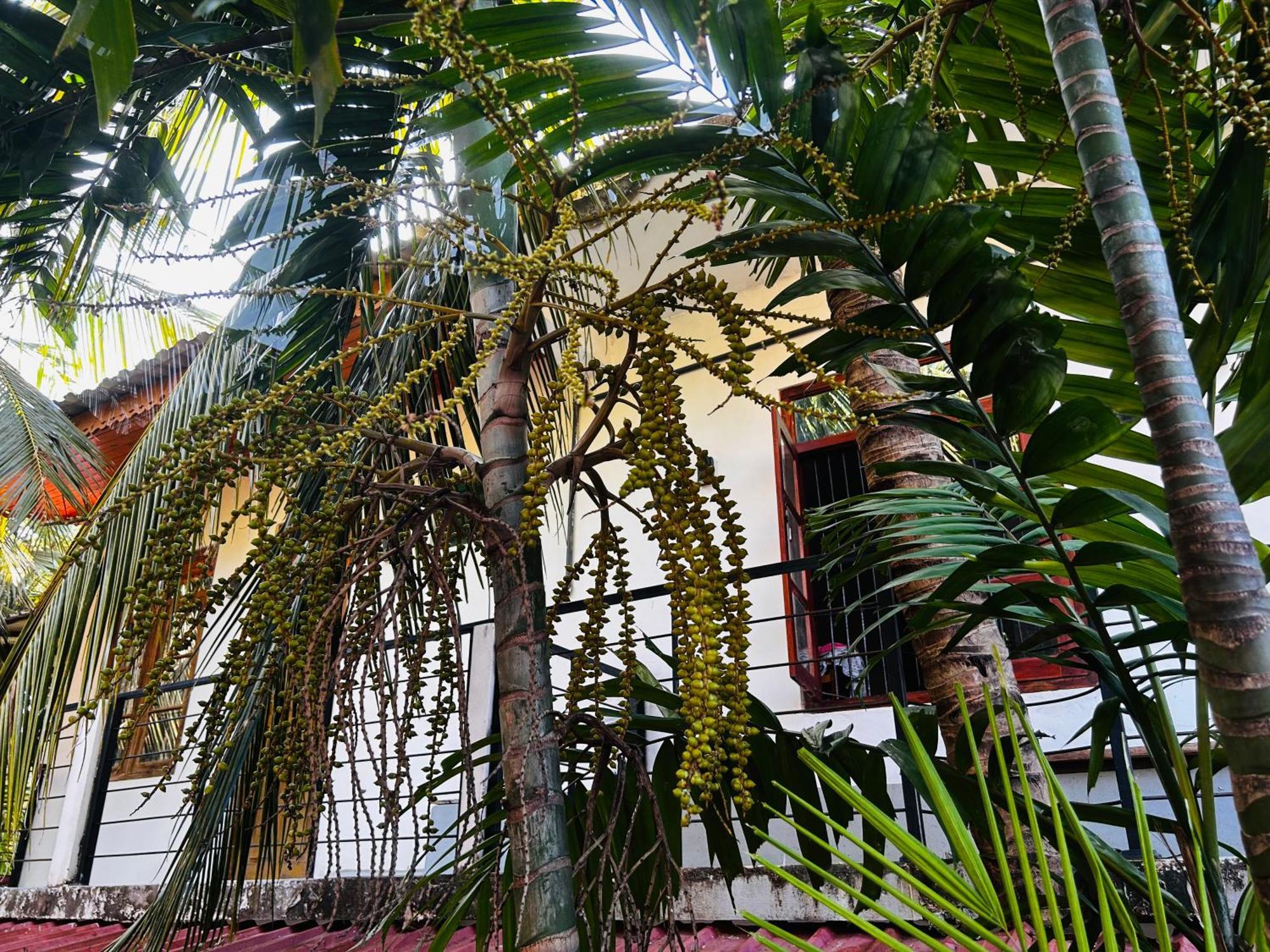Pearl Bungalow Trincomalee Ngoại thất bức ảnh